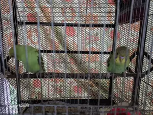 Budgrigar Bird Pair