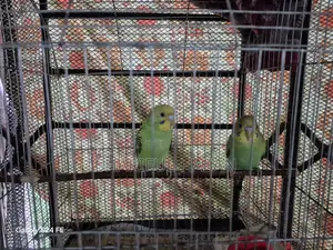 Budgrigar Bird Pair