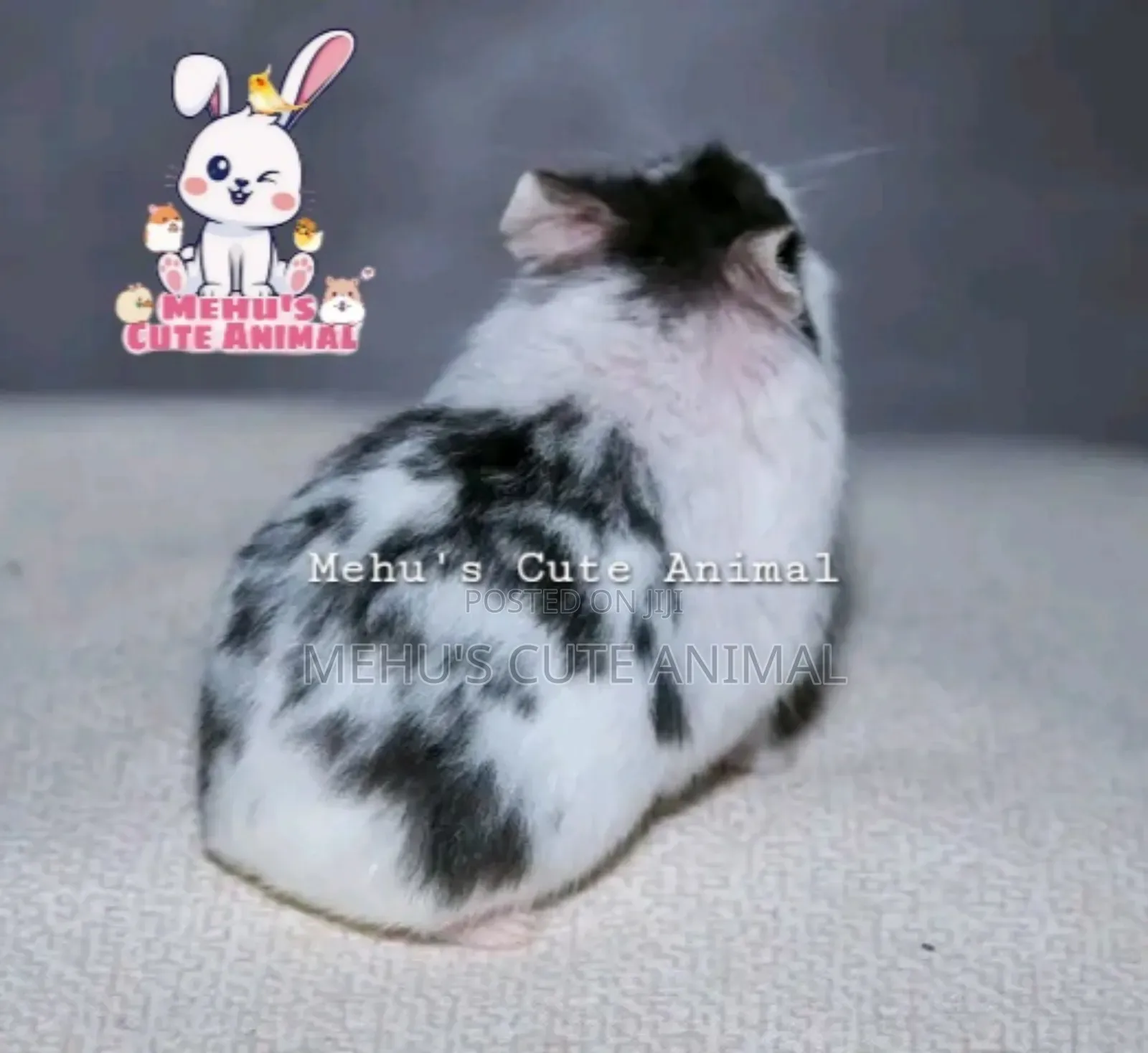 Full Tame High Mottled Hamster