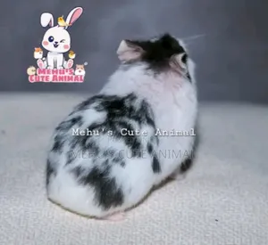 Full Tame High Mottled Hamster