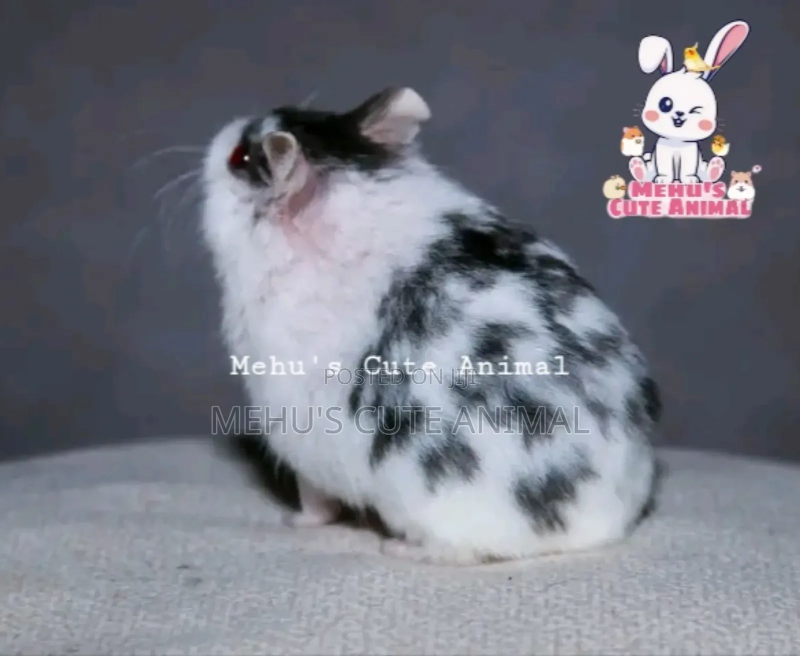 Full Tame High Mottled Hamster