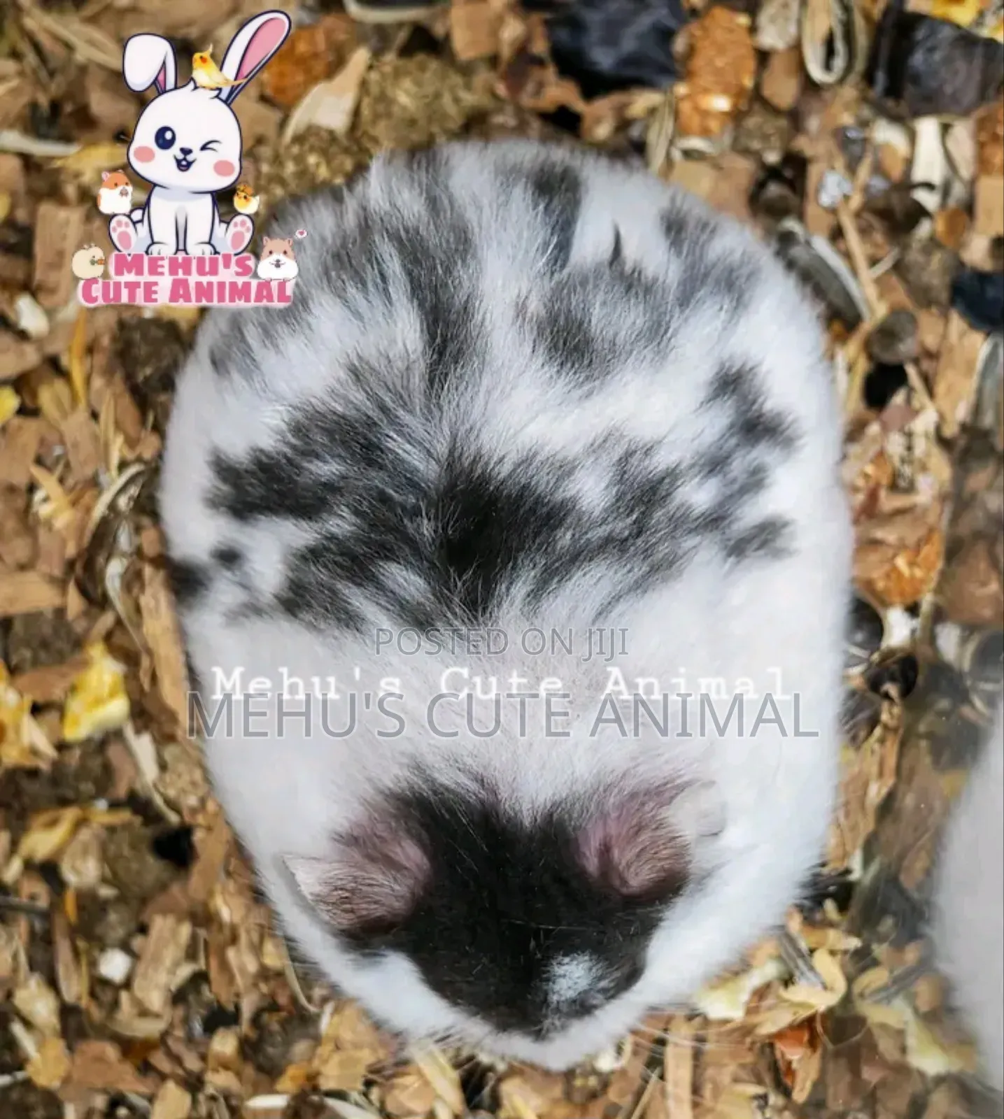 Full Tame High Mottled Hamster