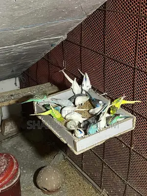 Photo - Bajrigar Baby Sell