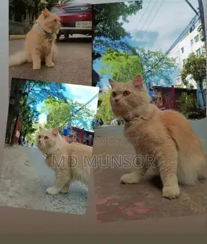 Photo - 6-12 Months Male Purebred Abyssinian