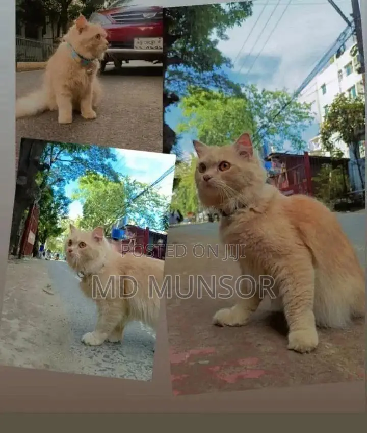 6-12 Months Male Purebred Abyssinian