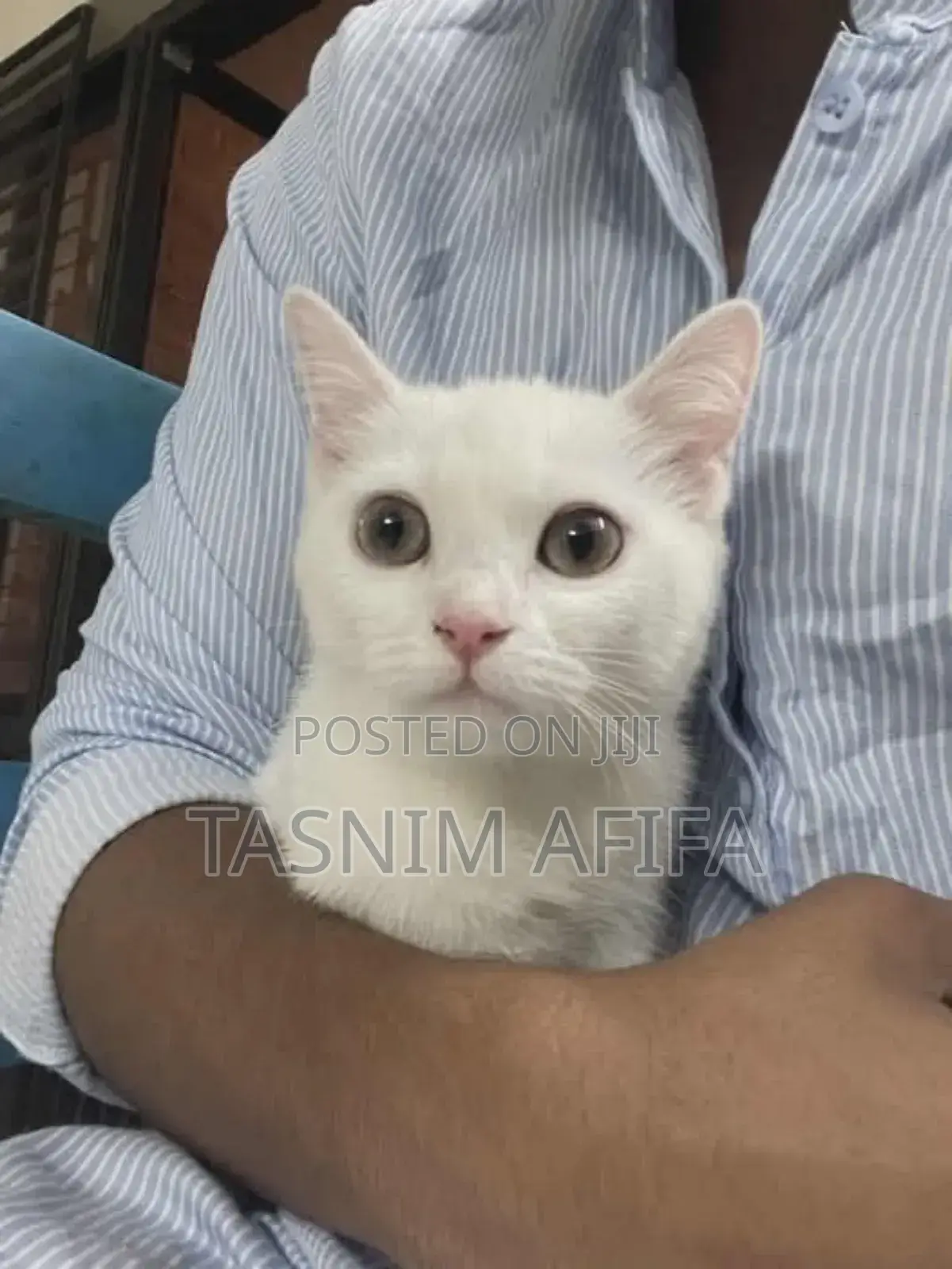 3-6 Months Female Mixed Breed Persian