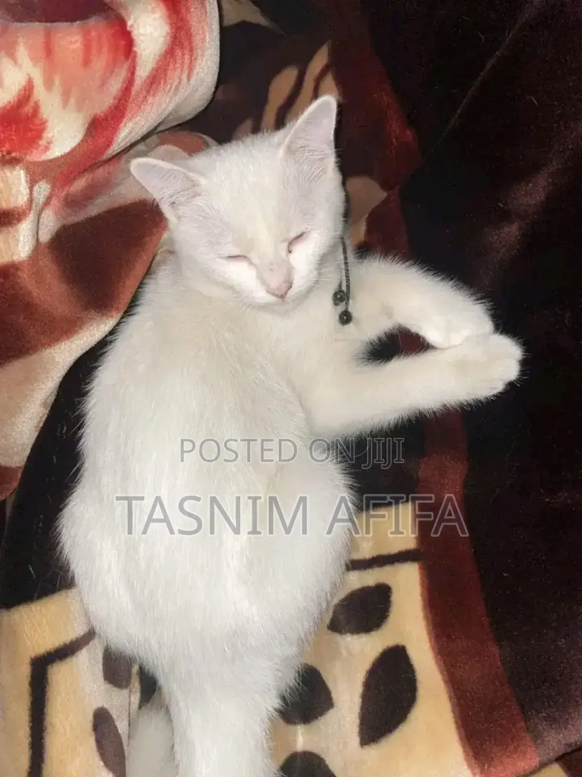 3-6 Months Female Mixed Breed Persian