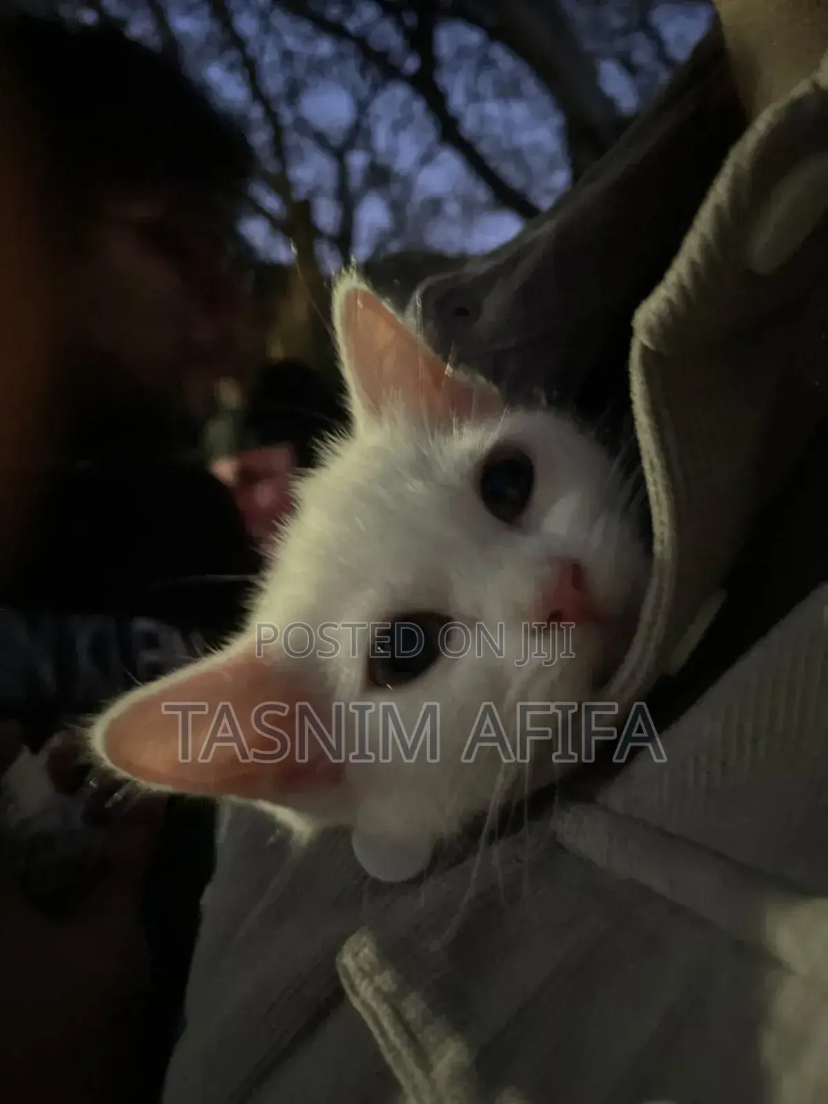 3-6 Months Female Mixed Breed Persian