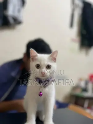 3-6 Months Female Mixed Breed Persian