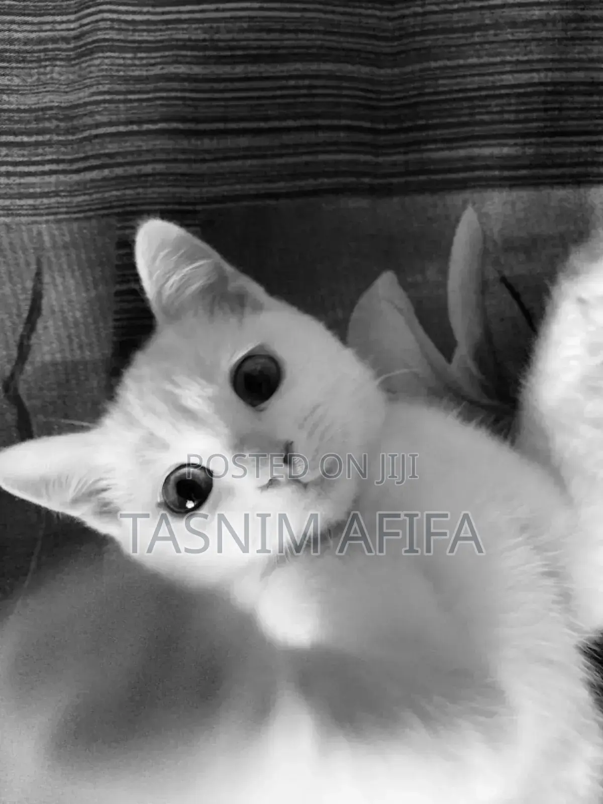 3-6 Months Female Mixed Breed Persian