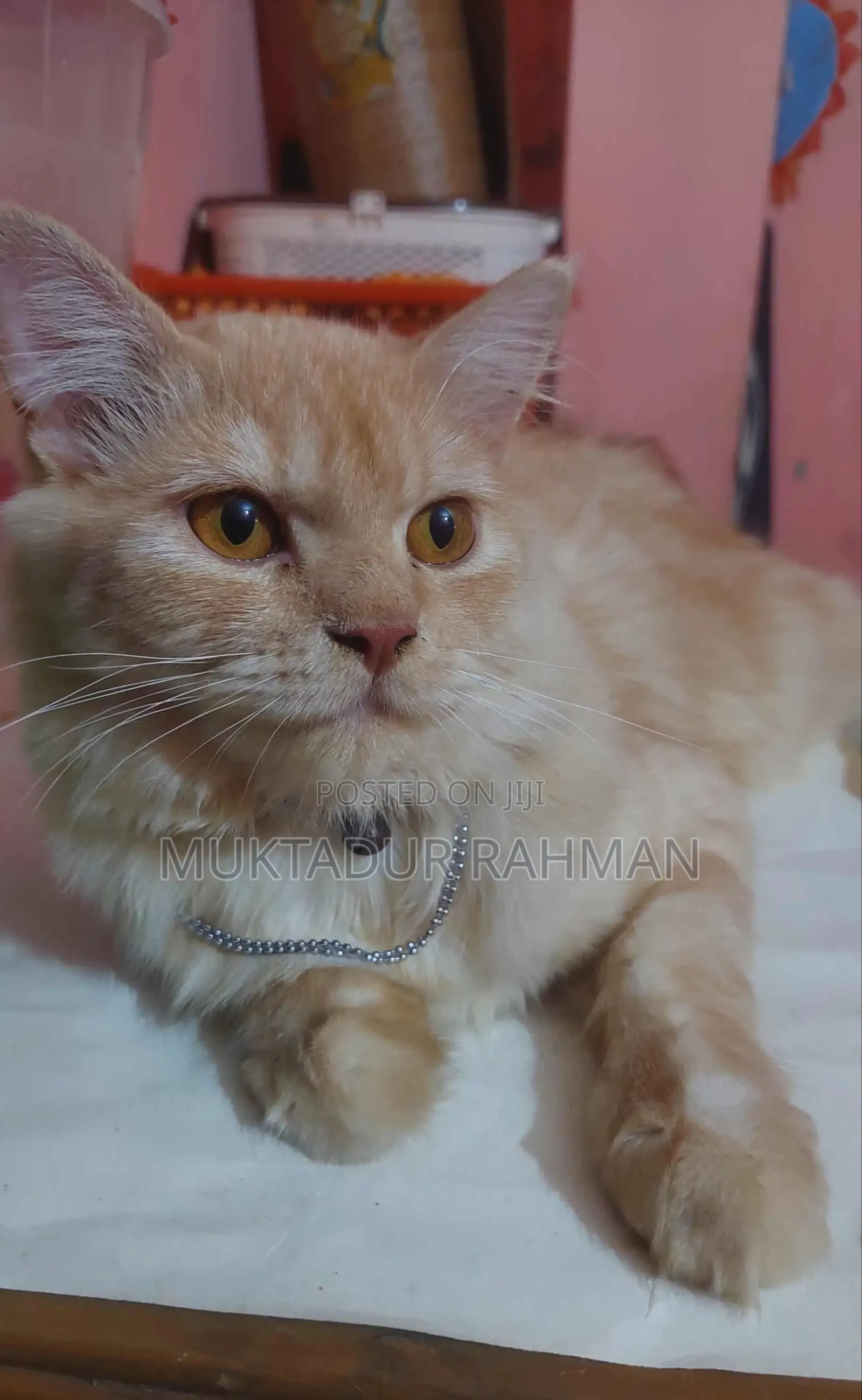 6-12 Months Male Purebred Persian