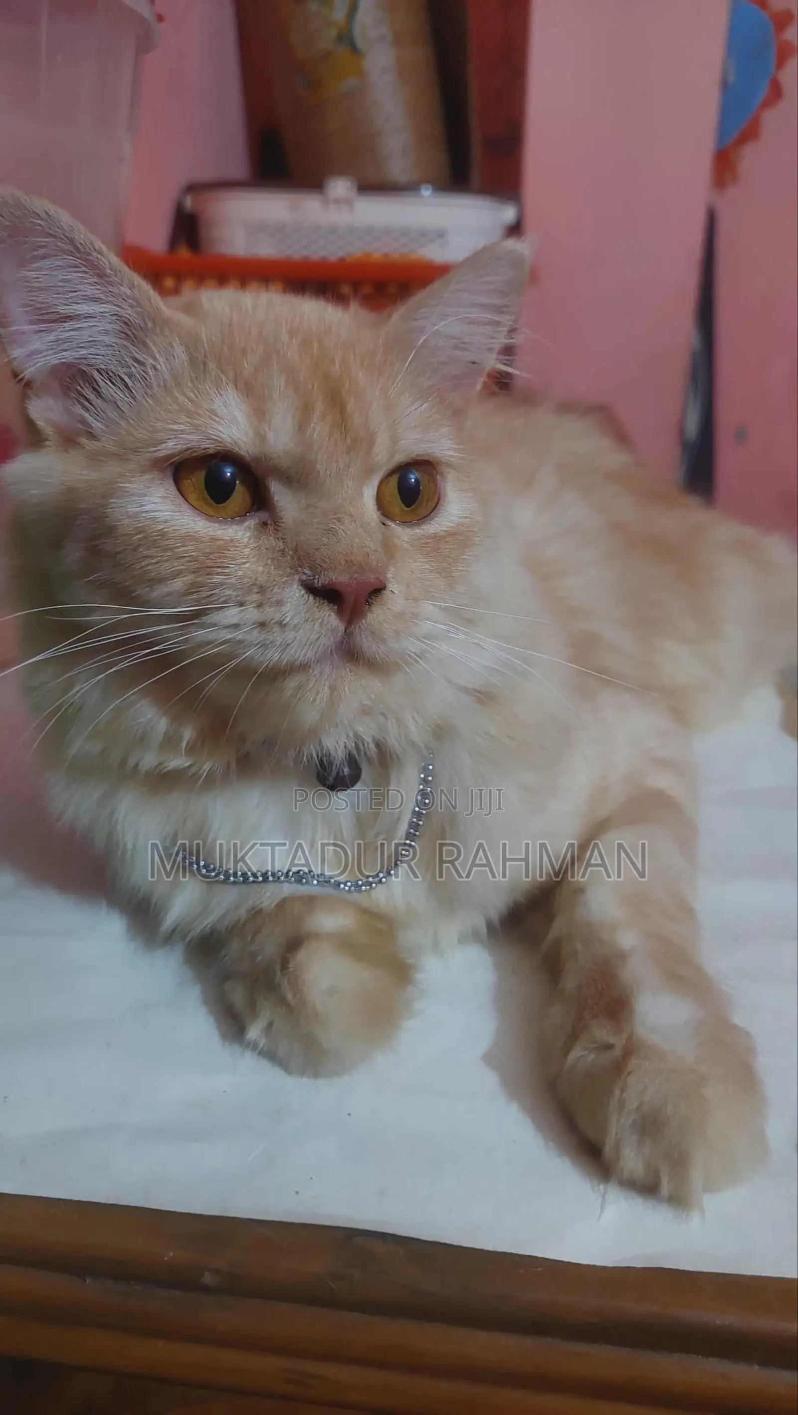 6-12 Months Male Purebred Persian