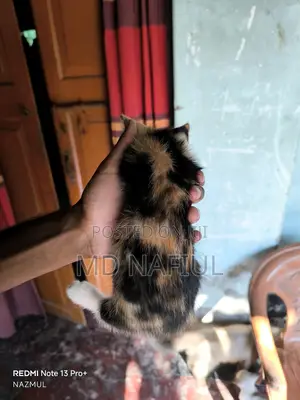 1-3 Months Female Mixed Breed Persian