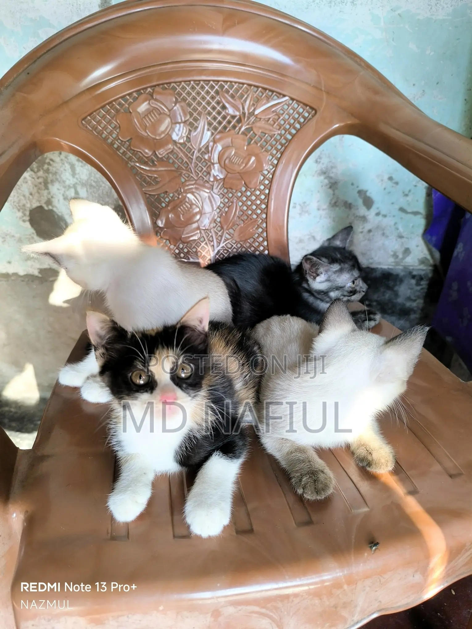 1-3 Months Female Mixed Breed Persian