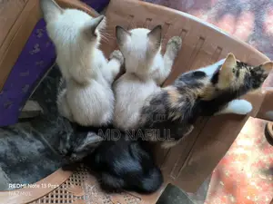 1-3 Months Female Mixed Breed Persian