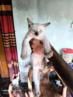 Photo - 1-3 Months Female Mixed Breed Persian