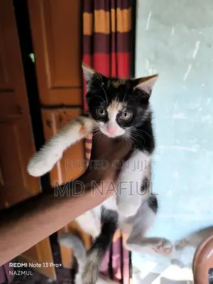 1-3 Months Female Mixed Breed Persian