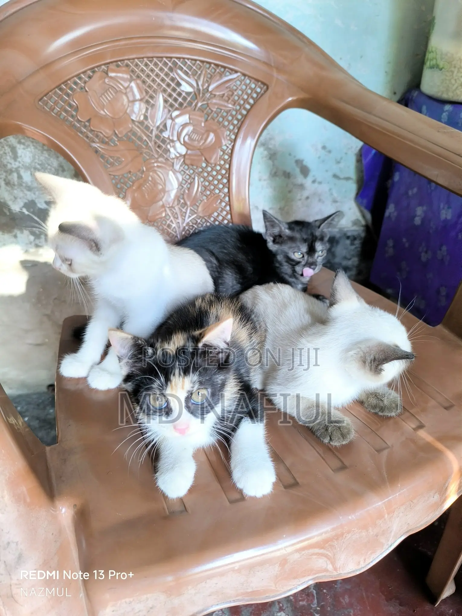 1-3 Months Female Mixed Breed Persian