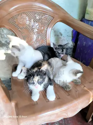 Photo - 1-3 Months Female Mixed Breed Persian