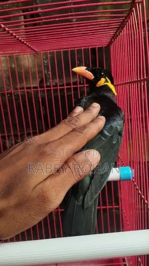 Photo - Shokher Tame Moyna Pakhi for Sell