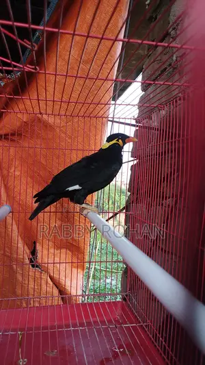 Shokher Tame Moyna Pakhi for Sell