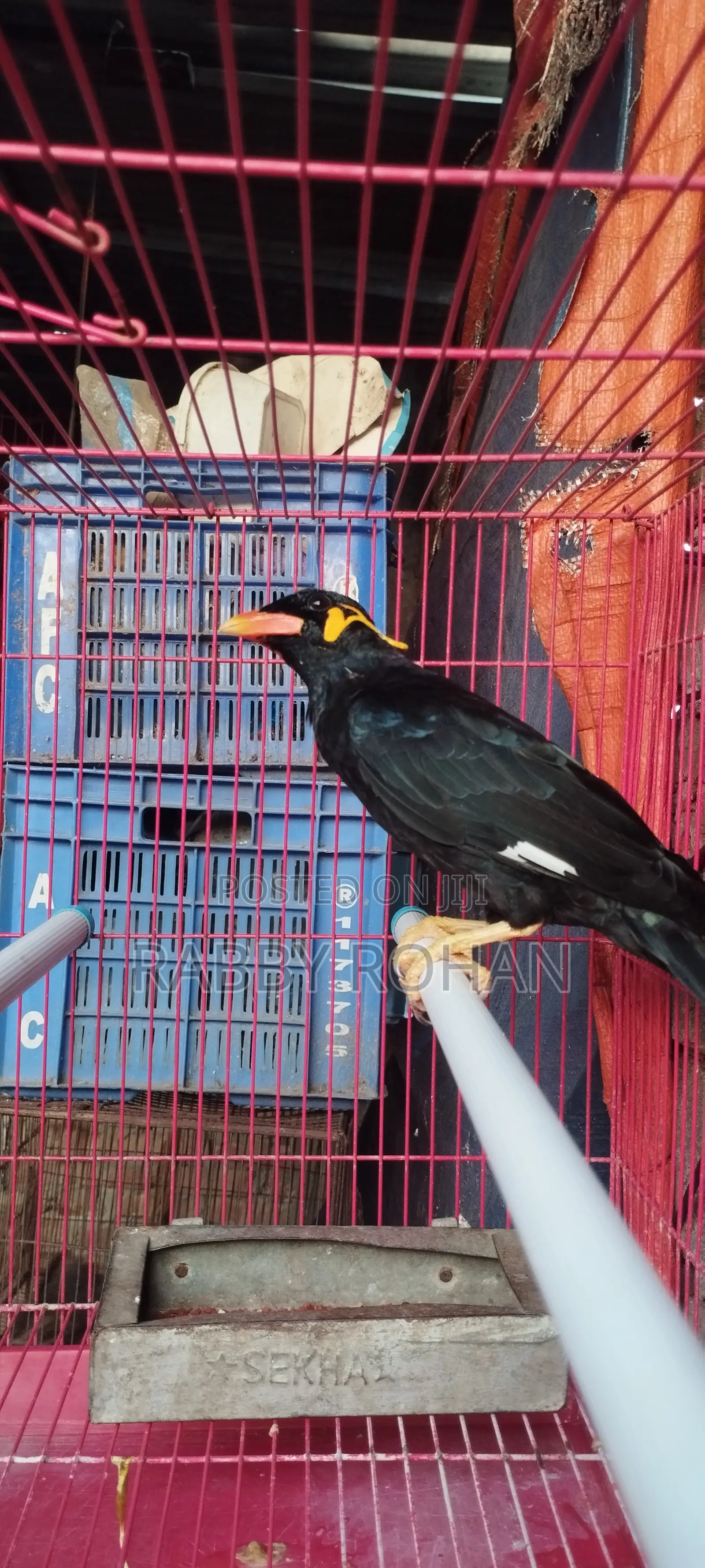 Shokher Tame Moyna Pakhi for Sell