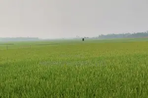 2000 Bighas of Land for Sale, Fulbaria, Gazipur
