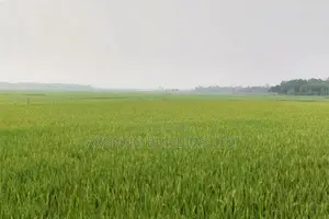 Big Land for Sale 2000 Bighas, Fulbaria, Gazipur