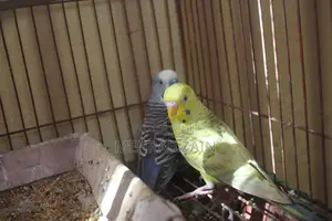 Photo - Bujrigar Parrot . Budgies Parrot Bird for Sale