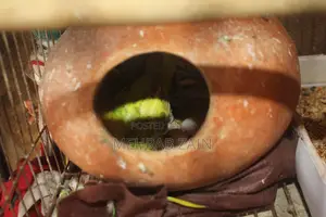 Bujrigar Parrot . Budgies Parrot Bird for Sale