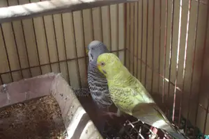 Bujrigar Parrot . Budgies Parrot Bird for Sale