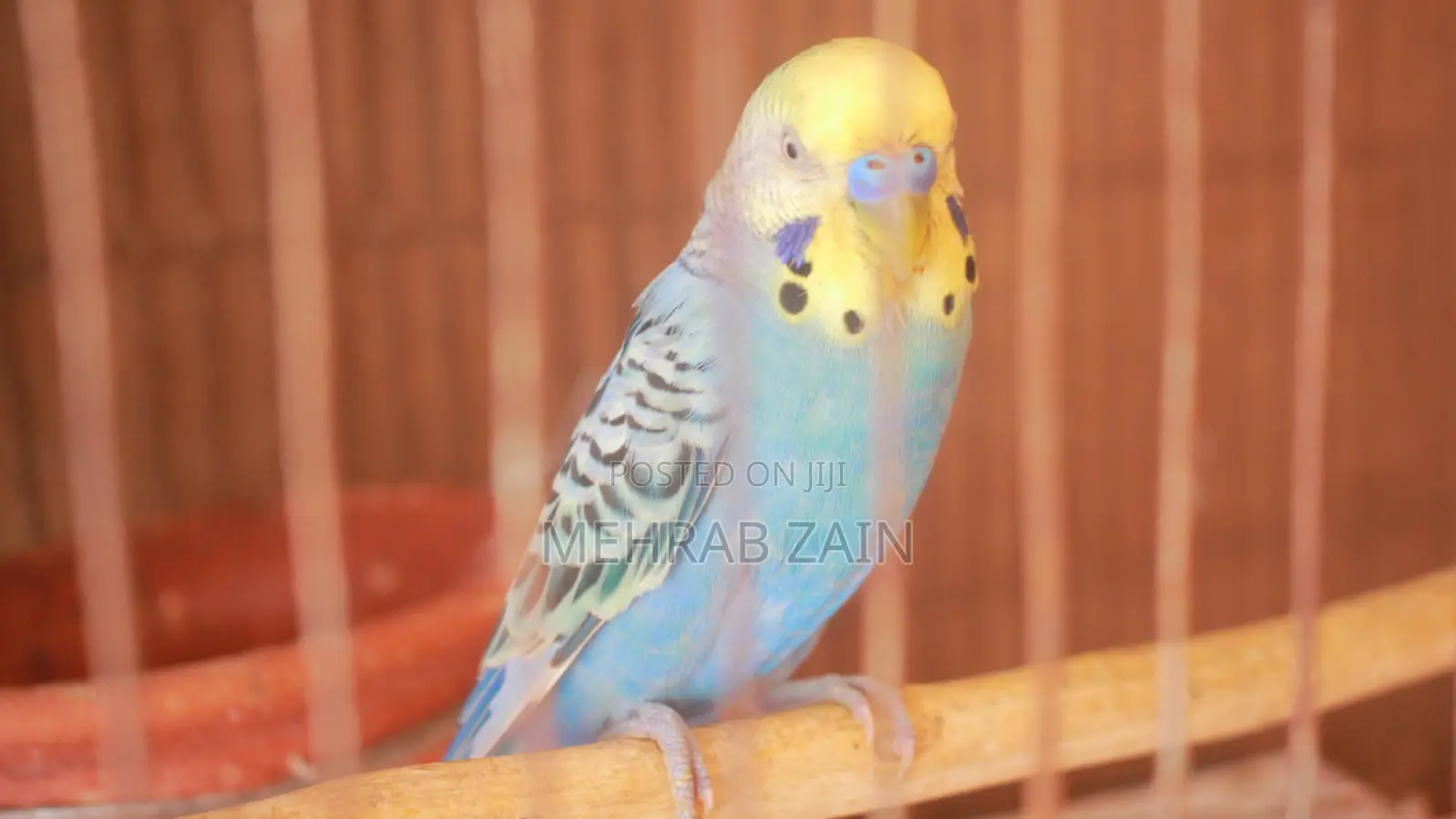 Bujrigar Parrot . Budgies Parrot Bird for Sale