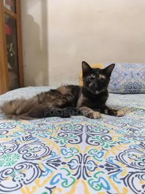 Photo - 3-6 Months Female Mixed Breed Persian