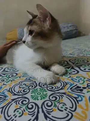 3-6 Months Female Mixed Breed Persian