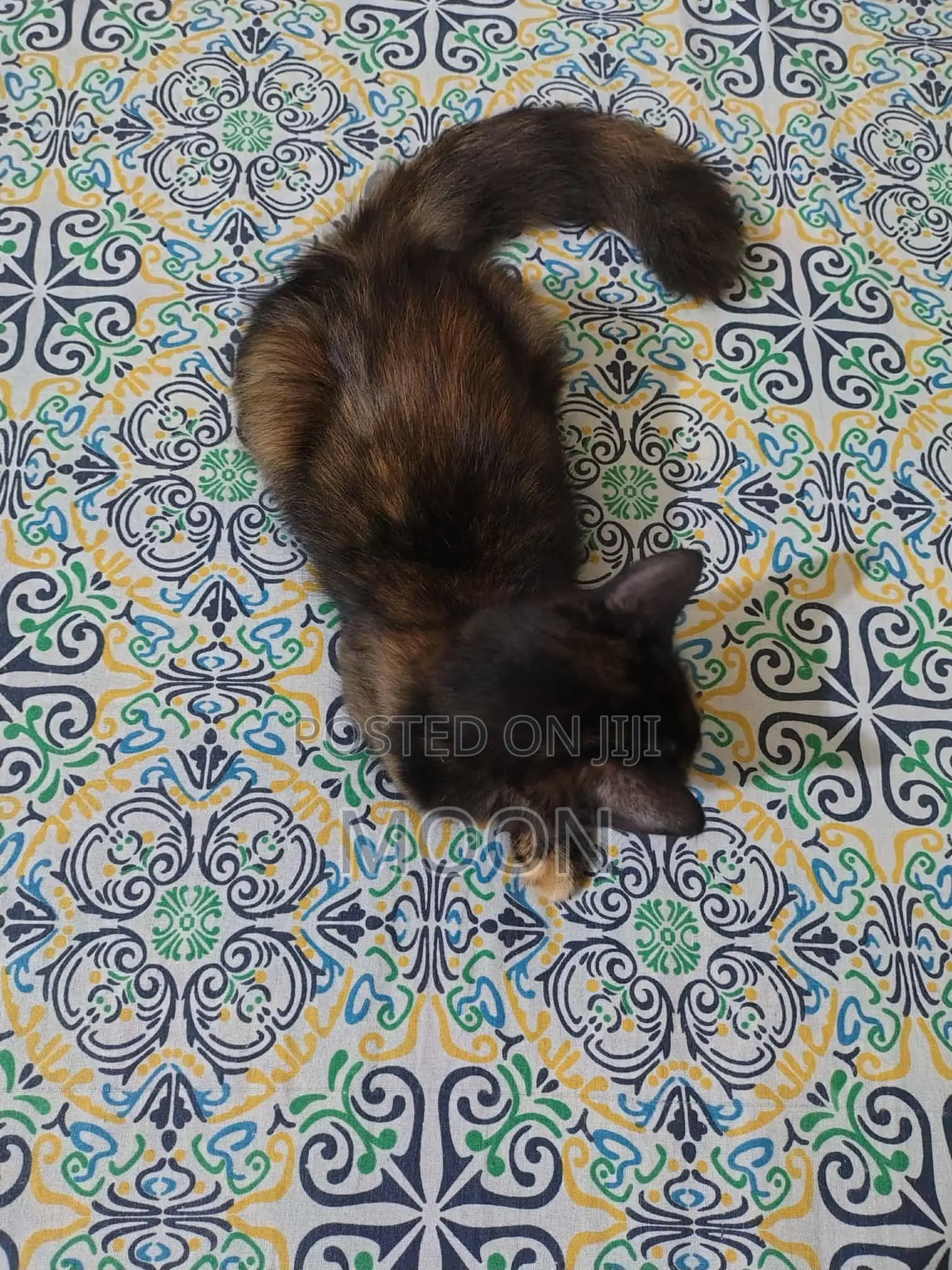 3-6 Months Female Mixed Breed Persian