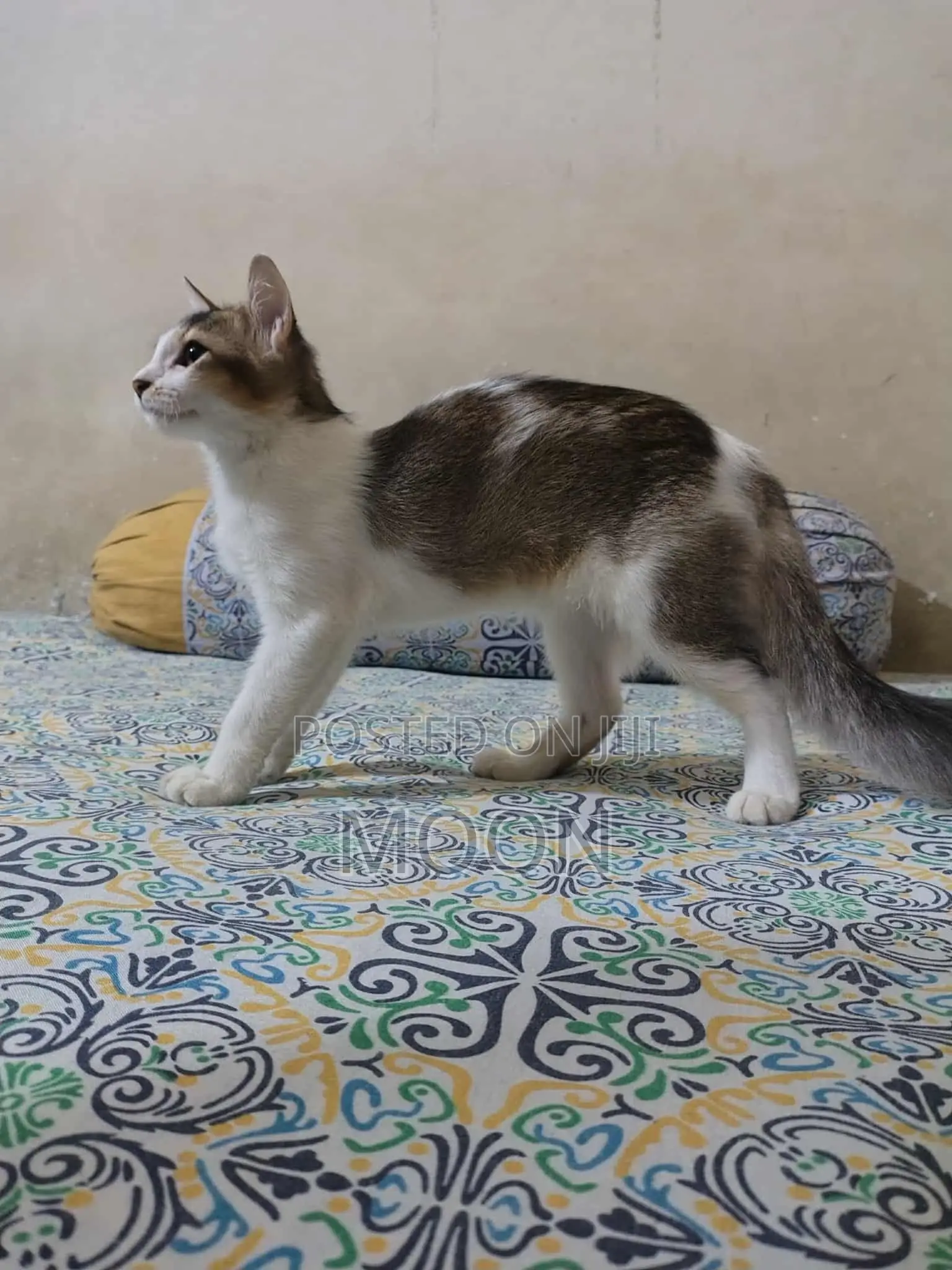 3-6 Months Female Mixed Breed Persian