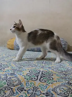 3-6 Months Female Mixed Breed Persian