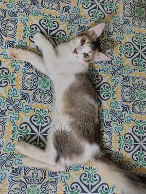 3-6 Months Female Mixed Breed Persian