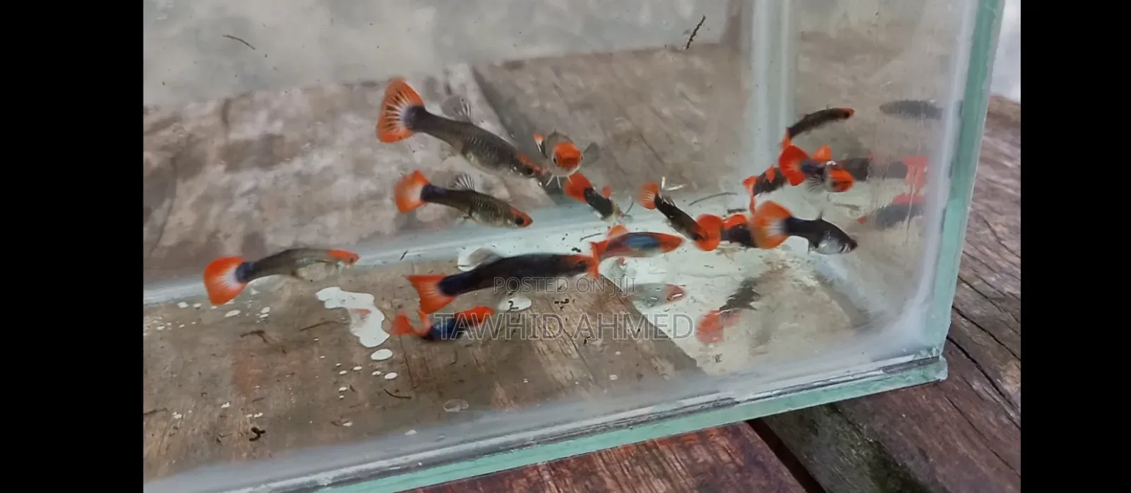 High-Quality Koi Tuxedo Guppy
