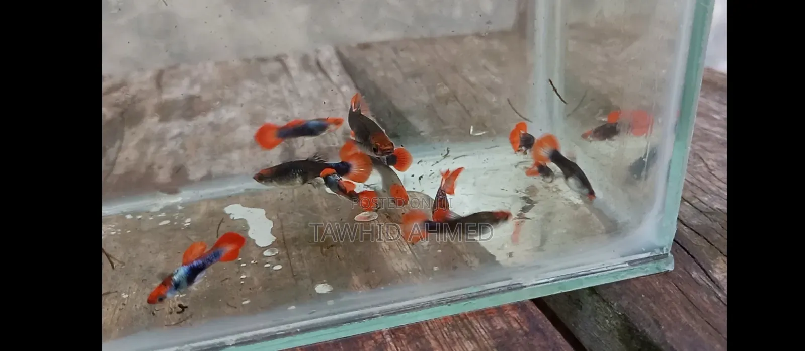 High-Quality Koi Tuxedo Guppy