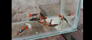 High-Quality Koi Tuxedo Guppy