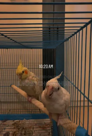 Photo - Cockatiel Bird