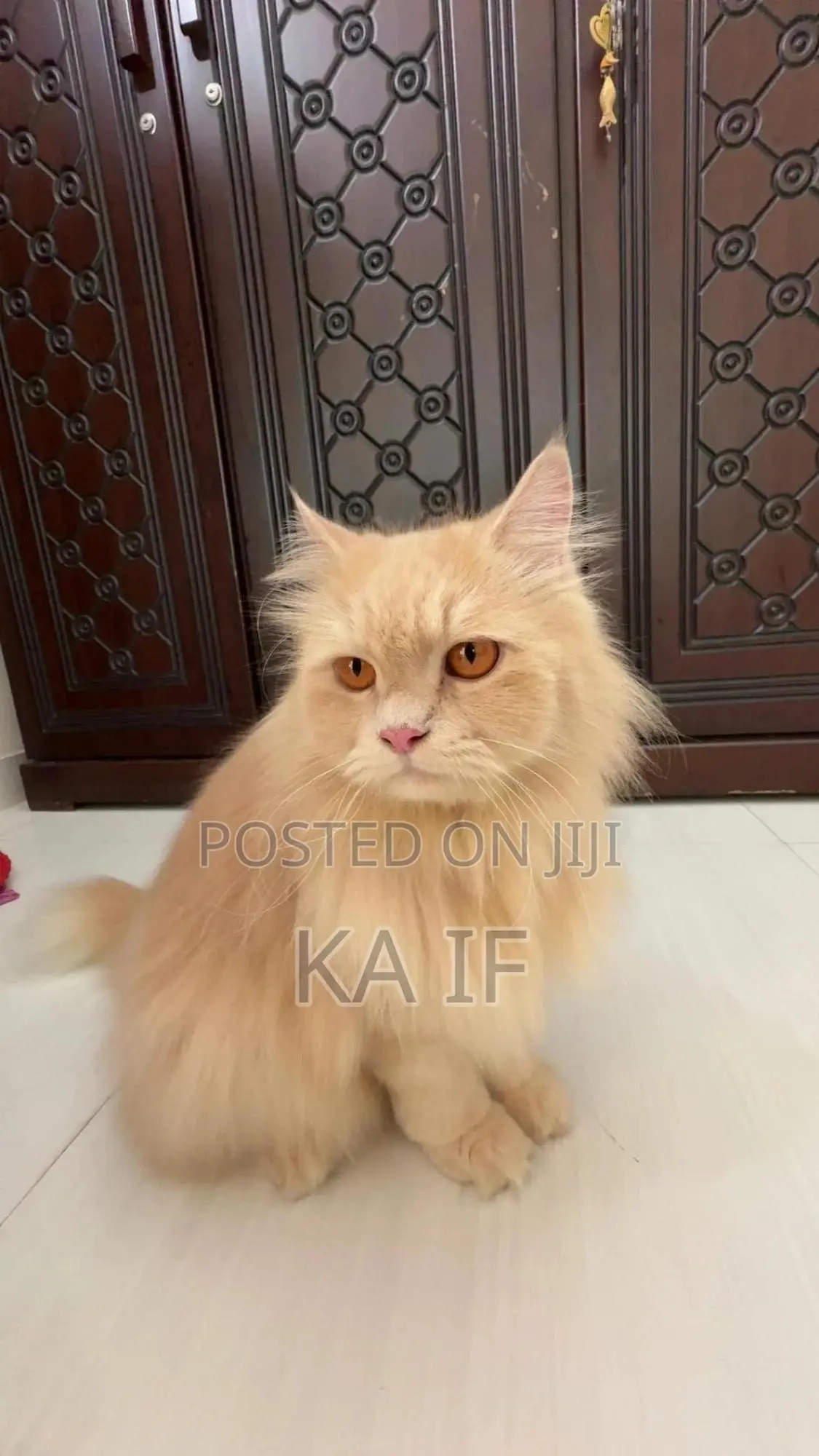 1+ Year Male Purebred American Wirehair