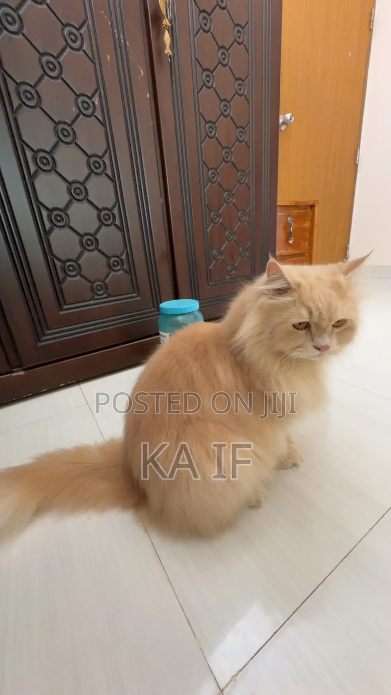 1+ Year Male Purebred American Wirehair