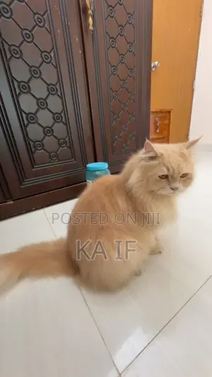 Photo - 1+ Year Male Purebred American Wirehair