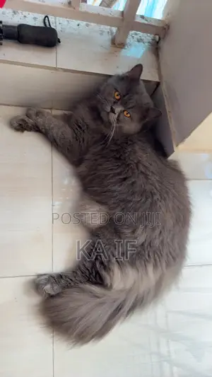 Photo - 1+ Year Male Purebred American Shorthair