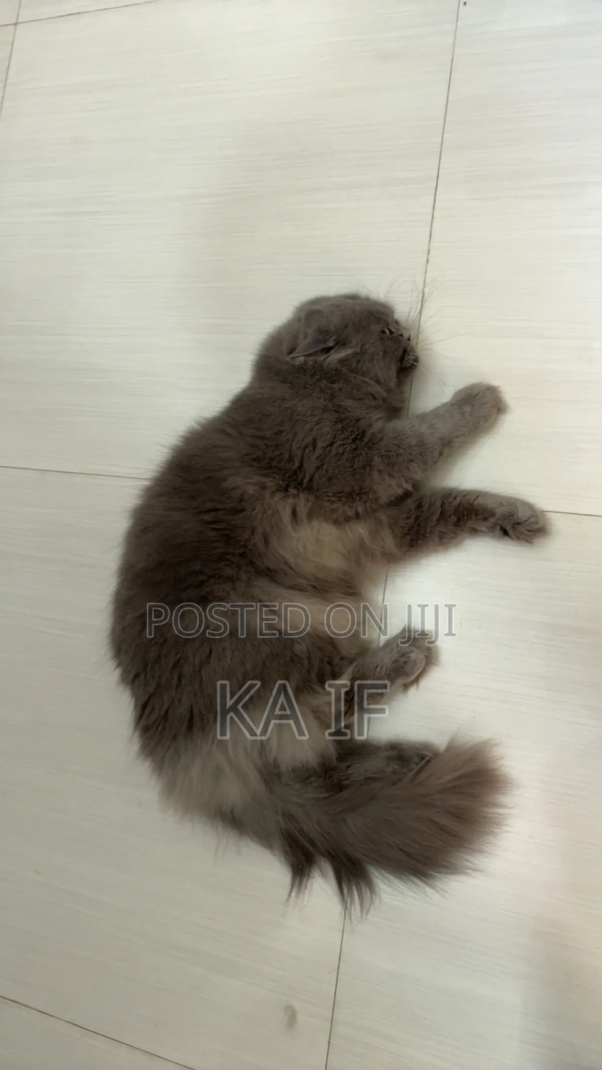 1+ Year Male Purebred American Shorthair