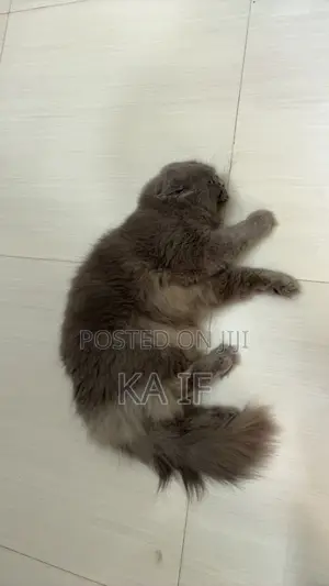 1+ Year Male Purebred American Shorthair