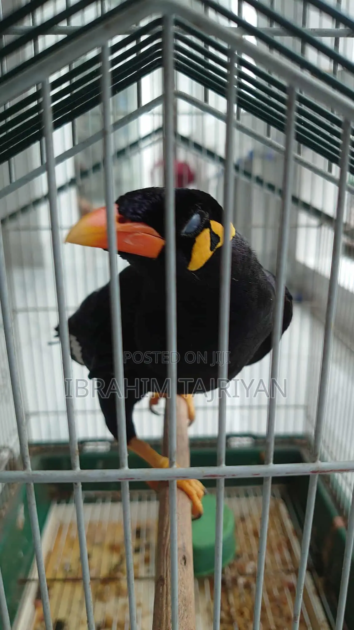 Moyna(কথা বলতে পারে)