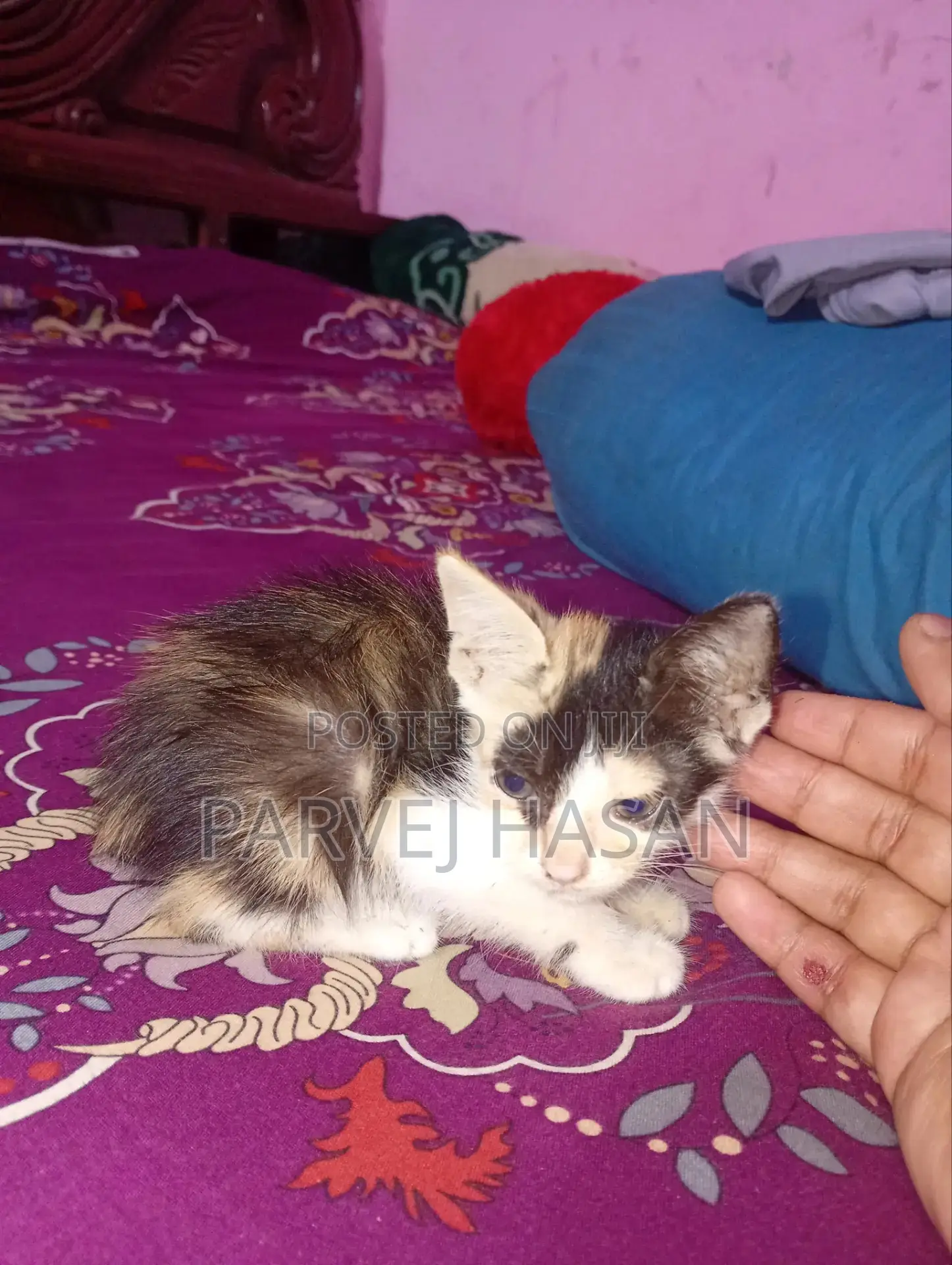 1-3 Months Female Mixed Breed Persian